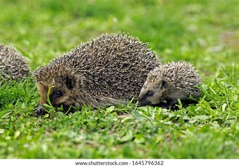 787 Mother Baby Hedgehog Images, Stock Photos & Vectors | Shutterstock