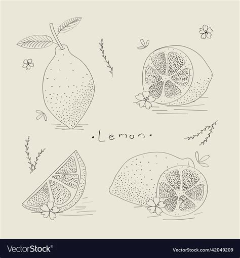 Outline-lemon Royalty Free Vector Image - VectorStock