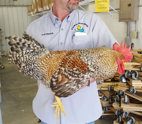 Bielefelder Baby Chicks Chickens For Sale Cackle Hatchery®