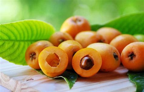 Níspero Propiedades y Beneficios Árbol Hojas Cultivo y Enfermedades