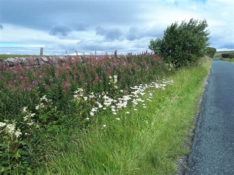 Meadowsweet Alongside New Road Stephen Craven Cc By Sa 2 0