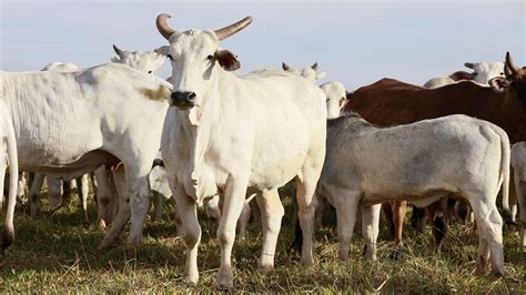 Pre O Da Arroba Da Vaca Em V Rios Estados Brasileiros Confira Agron