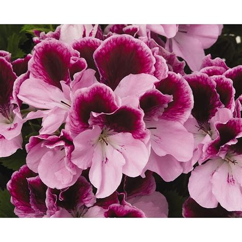 Elegance Purple Majesty Plum W Pink Peoria Gardens Inc