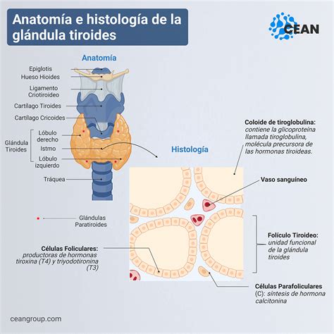 Hipertiroidismo Qué Es Tratamiento Y Causas