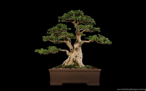 Bonsai Wallpapers - Top Free Bonsai Backgrounds - WallpaperAccess