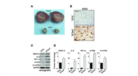 Ectopic Expression Of DNMT1 Enhances The Paracrine Pro Angiogenic