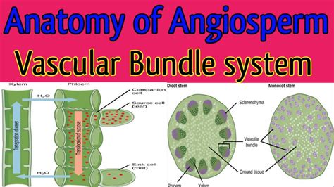 Plant Vascular Tissue Diagram