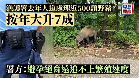 漁護署去年人道處理近500頭野豬 按年大升7成 署方：避孕絕育遠追不上繁殖速度｜星島頭條｜漁護署｜人道處理｜野豬 Youtube