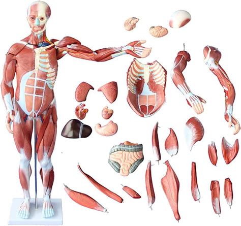 Anatomiczny model człowieka 27 części Medwil