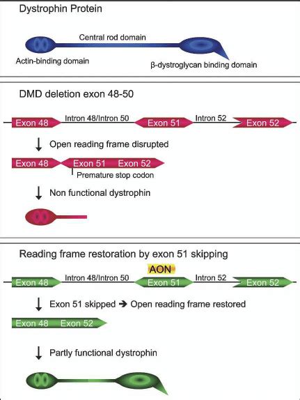 Antisense Mediated Exon Skipping For Duchenne Muscular Dystrophy The