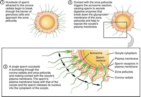 Fertilization Anatomy And Physiology Ii