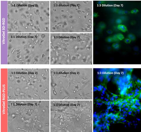 Vitrogel® Rgd High Concentration 逍鹏生物官网