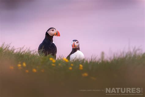 Capturing the Charismatic Charm of the Grímsey Island Puffins through ...