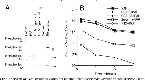 Figure 1 From Activation Of Platelet Activating Factor Receptor Coupled Gαq Leads To Stimulation