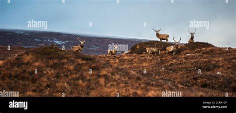 Scottish Stags Hi Res Stock Photography And Images Alamy