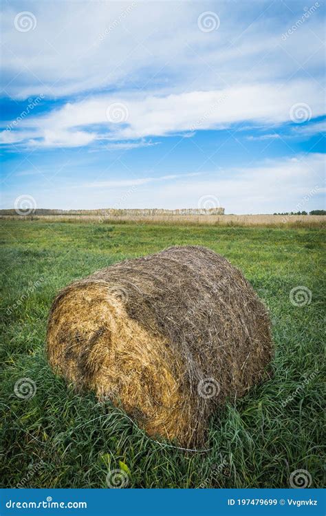 El Heno Doblado En Un Rollo Yace En Un Campo De Cultivo Contra Imagen