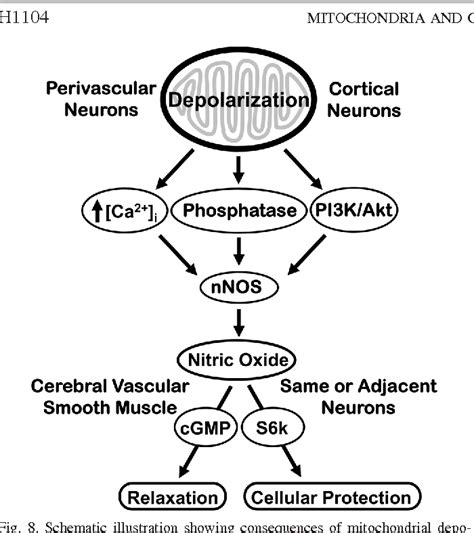 Figure From Depolarization Of Mitochondria In Neurons Promotes