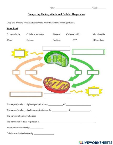 Photosynthesis And Cellular Respiration Worksheet Printable Pdf Template