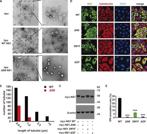 ZIKV NS1 Remodels Membrane Structure In Vitro And In Vivo A EM