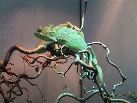 Veiled Chameleon Lighting Guide | Bearded Dragon Tank