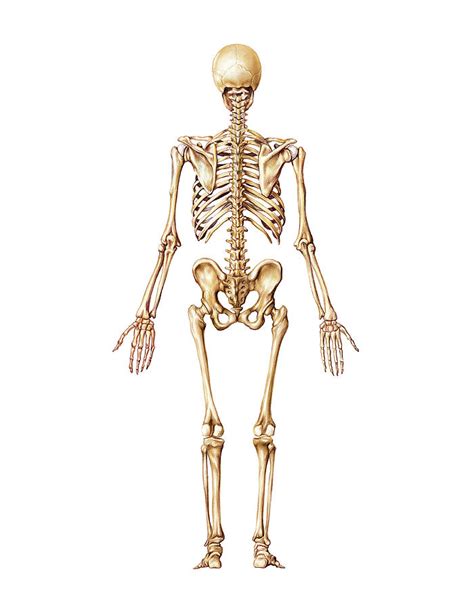 Skeletal System 1 Photograph By Science Photo Library Fine Art America