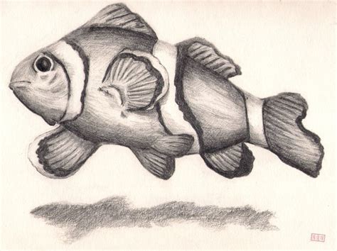 Fish Drawing In Pencil at GetDrawings | Free download