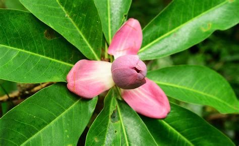 Pink Magnolia Tree Varieties