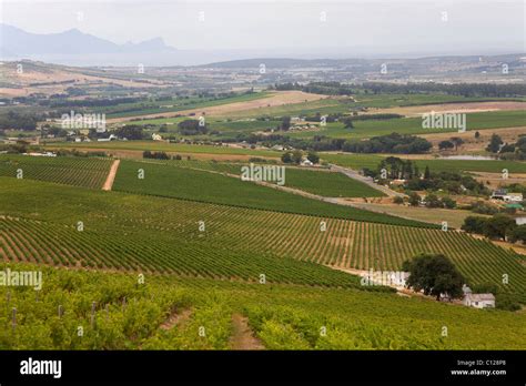 Vineyards Stellenbosch Winelands Western Cape South Africa Africa