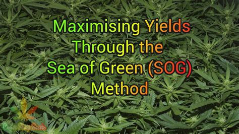 Master The Sea Of Green Method Maximising Cannabis Yields For Home