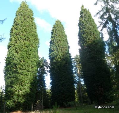 Leylandii - The UK's Most Comprehensive Leylandii Website