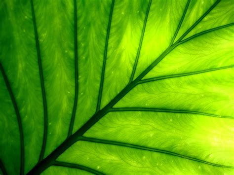 Chlorophyll - Renewed Living Renewed Living