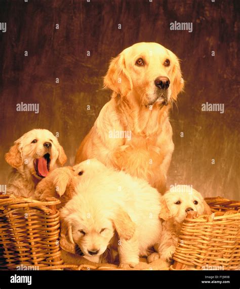 Golden Retriever With Puppies In Basket Stock Photo Alamy