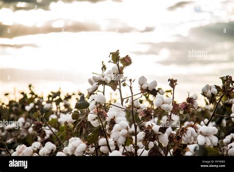 Cotton Field Plantation Texture Background Stock Photo Alamy