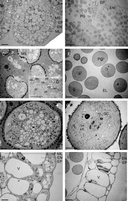 Developmental Changes And Organelle Biogenesis In The Reproductive