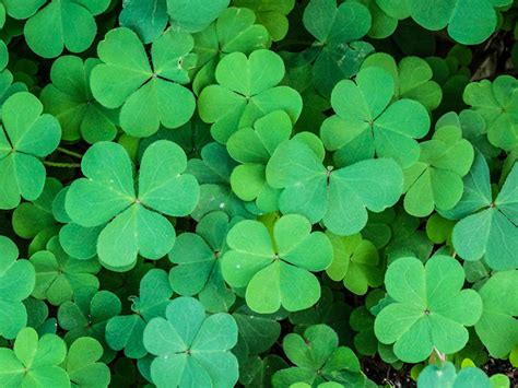 What Is A Shamrock And How Did It Become Irelands National Symbol