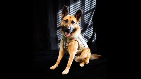 Louisiana Christian University K9 Rex Has Received Donation Of Body