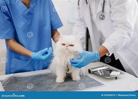 Veterinary For Treating Sick Cats Maintain Animal Health Concept