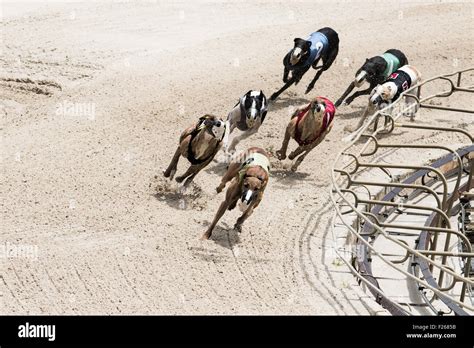 Greyhound dogs racing at Flagler Dog Track, Miami, Florida Stock Photo ...