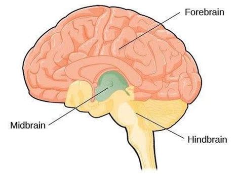 Forebrain Medizzy