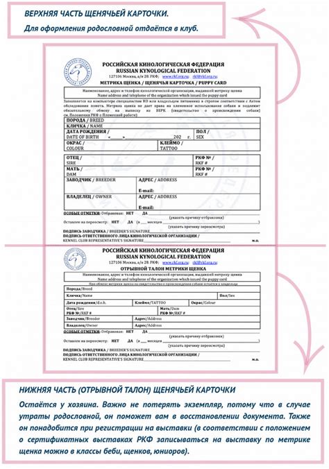 Йоркширский терьер цена, сколько стоит щенок йорка в Москве и в России