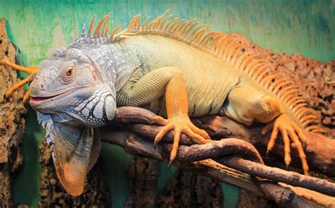 Green Iguana Care Guide Diet Cage Size And Facts Everything Reptiles