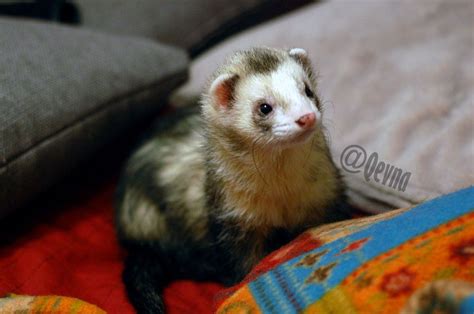 Pin On Ferrets