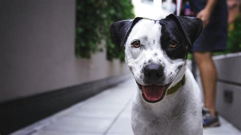 RAZAS PERROS Cómo sé si mi perro es de raza Todas las claves