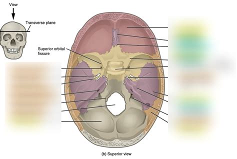 INTERNAL SURFACE Diagram Quizlet