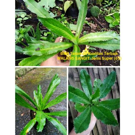 Jual Tanaman Herbal Bibit Pohon WALANG SANGIT Jenis Super Kualitas