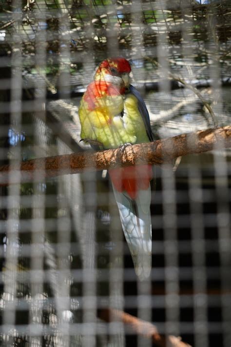 Potoroo Palace Australia Tempat Untuk Melihat Binatang Khas Australia