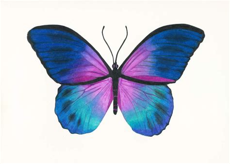 Colored Pencil Illustration Of A Blue Morpho Butterfly Purple Butterfly