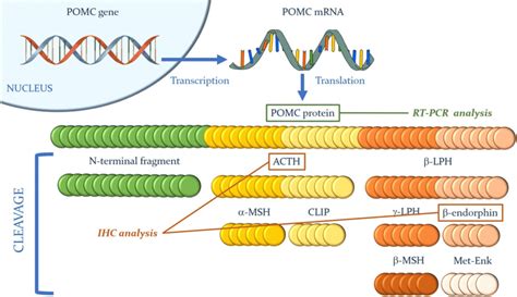 The Processing Of Pro Opiomelanocortin POMC Into Its Derivate