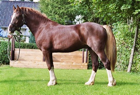 Zest Welsh Cobs Hengst Stallion