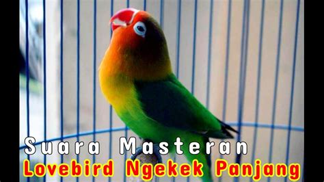 Masteran Lovebird Ngekek Panjang Ampuh Youtube